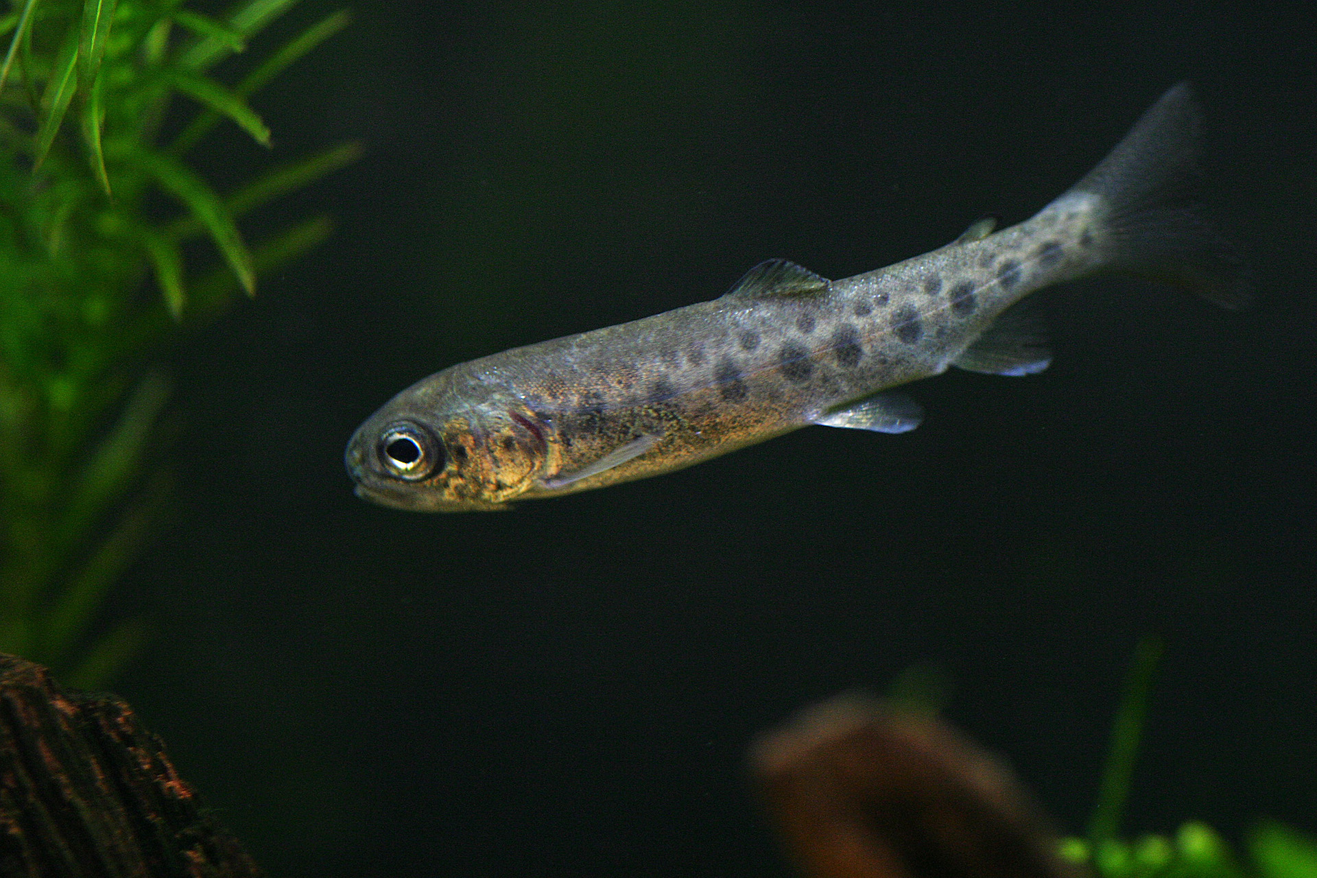 ニジマス稚魚（1セット20匹） – あづま養魚場