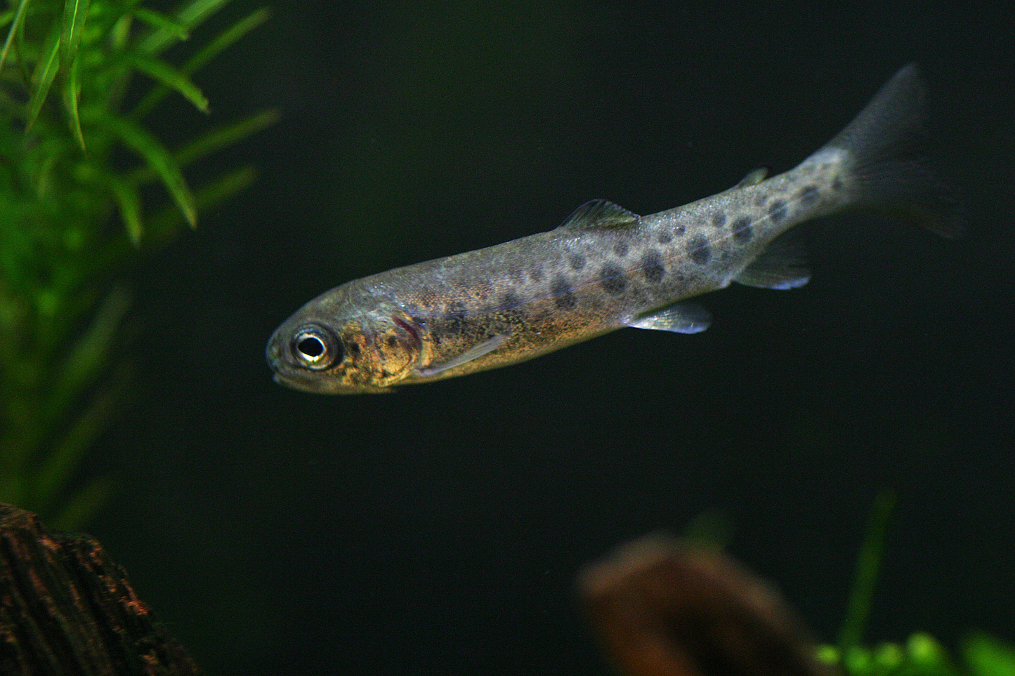 ニジマス稚魚(1セット20匹)