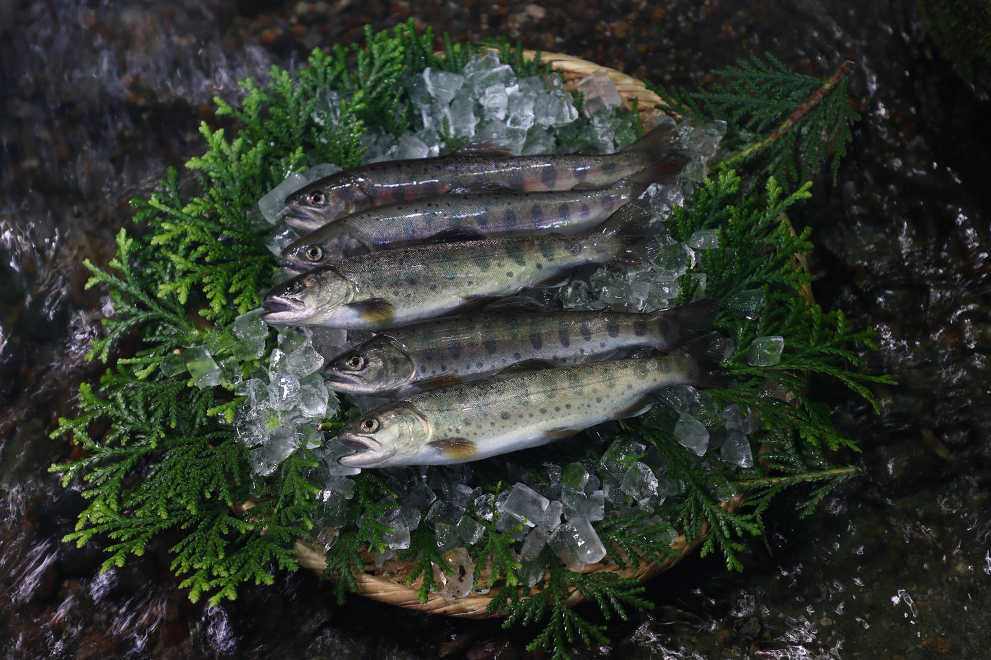 ヤマメ(1セット5匹)