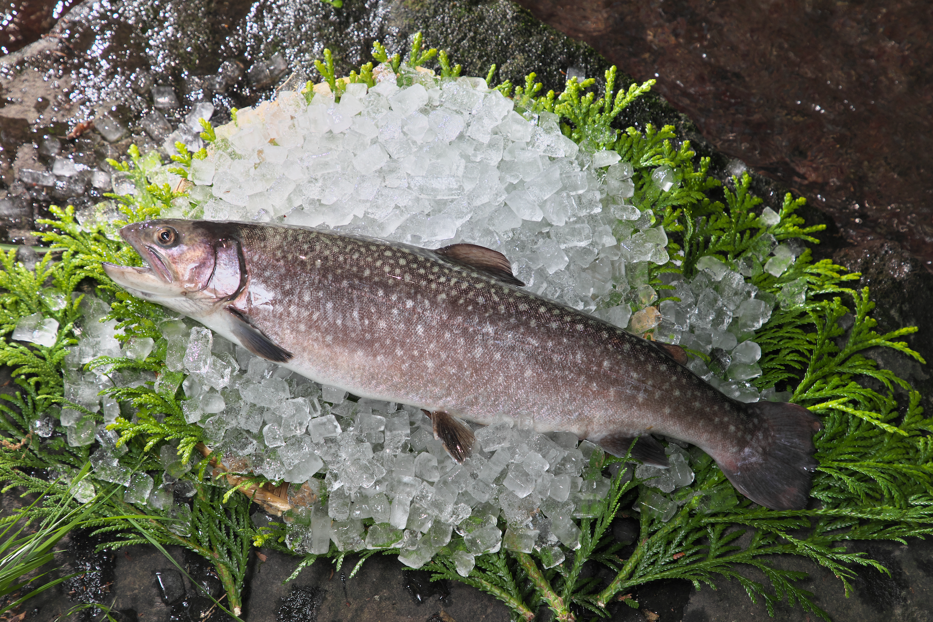 特大イワナ – あづま養魚場