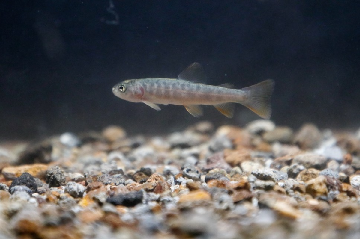 イワナ稚魚（1セット20匹） – あづま養魚場